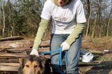 Hajnówka - wolontariusze zbudowali zadaszenie boksów w schornisku oraz bawili się ze zwierzętami